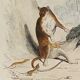 Original zoological plank " sarigues - gerboise - little grey " buffon 1838