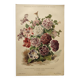 Gravure botanique de 1897 - Petunias hybrides - Planche originale de fleurs