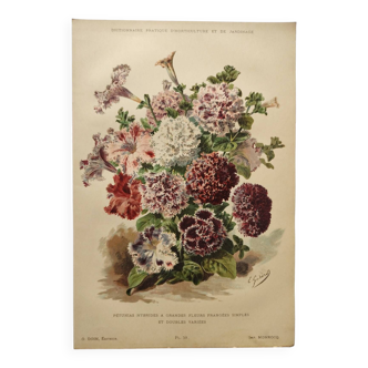 Gravure botanique de 1897 - Petunias hybrides - Planche originale de fleurs