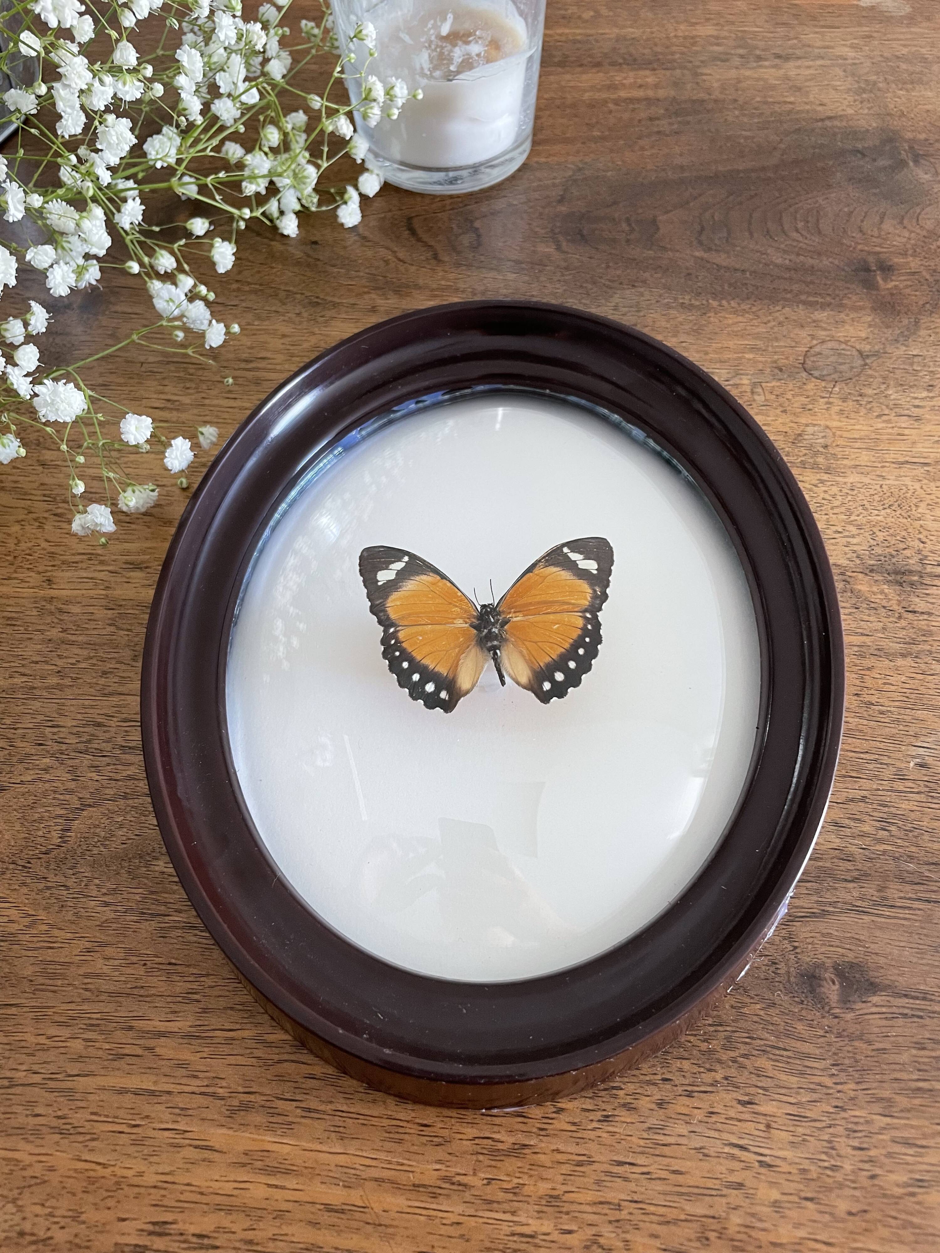 Butterfly frame naturalized curved glass