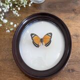Butterfly frame naturalized curved glass