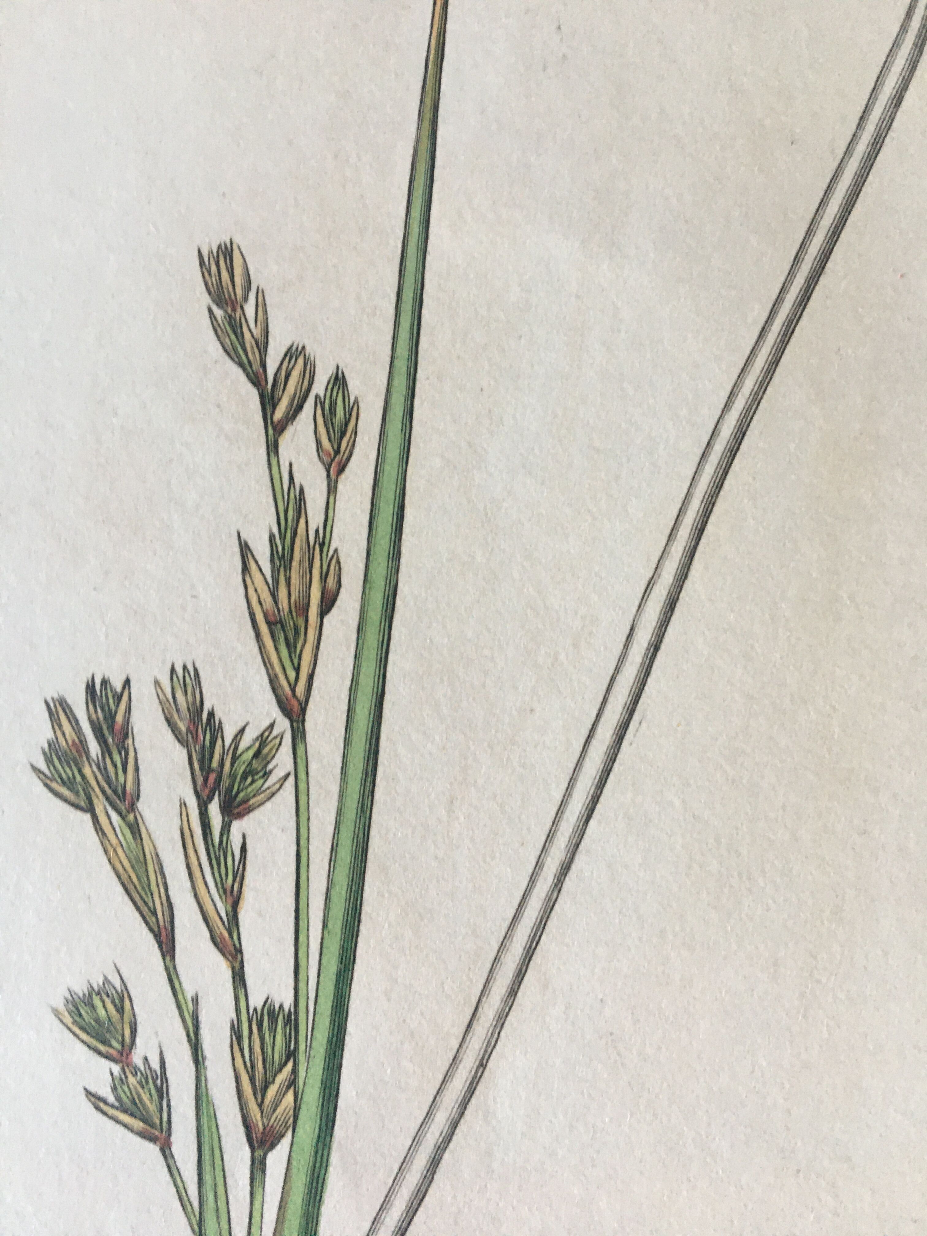 Duo de planches botaniques anglaises , édition 1809