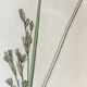 Duo de planches botaniques anglaises , édition 1809