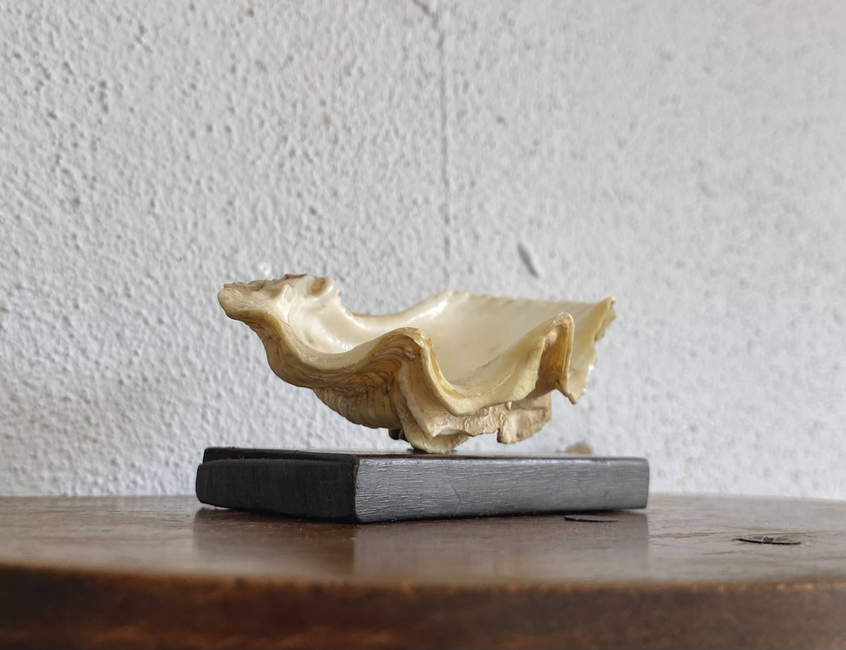 Shell on base, cabinet of curiosities