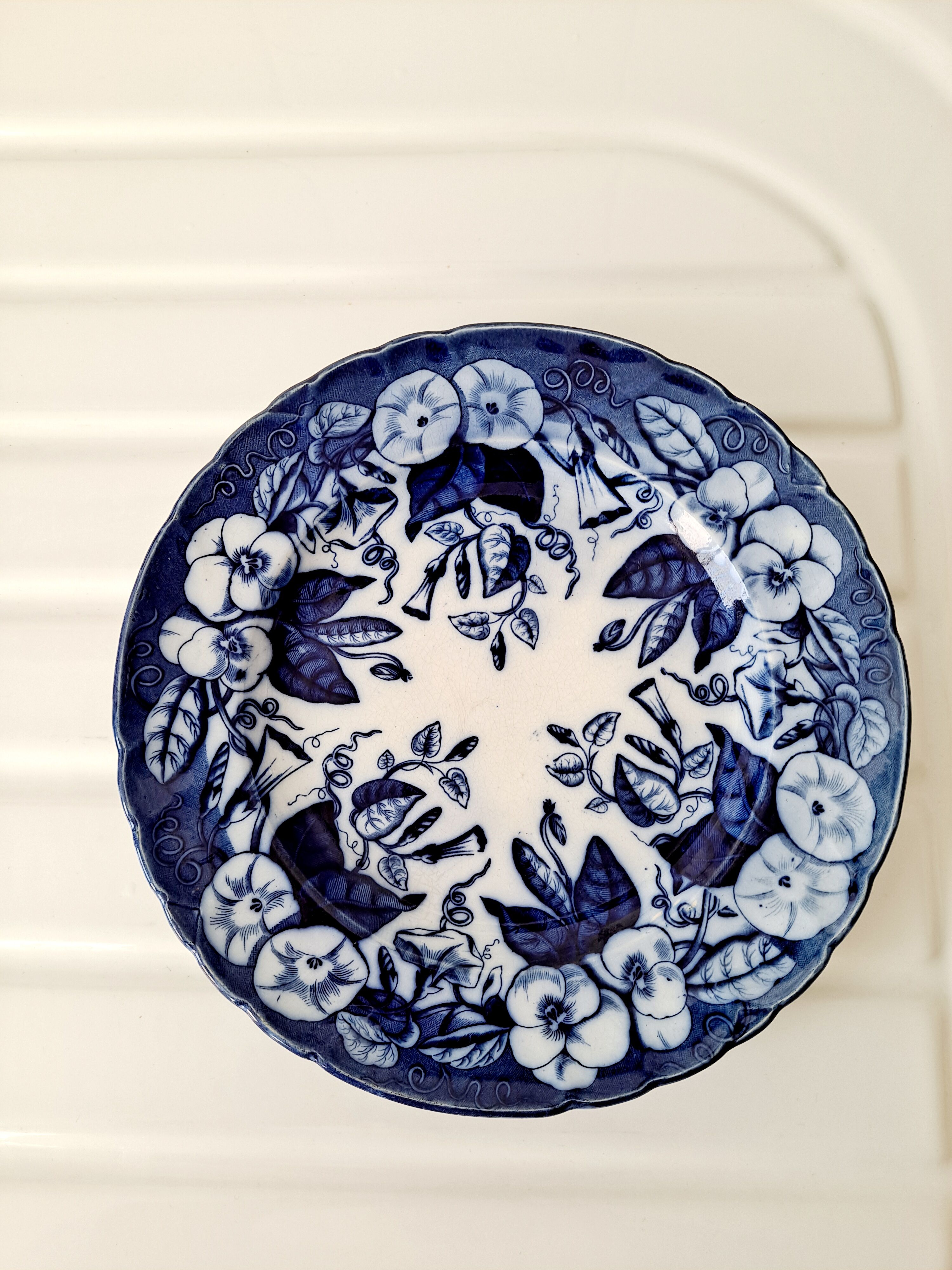 Plate Volubilis J.Vieillard and Johnston