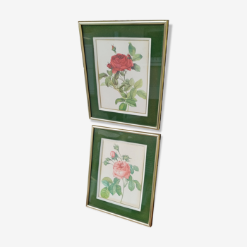 Botanical lithographs of roses from Redouté