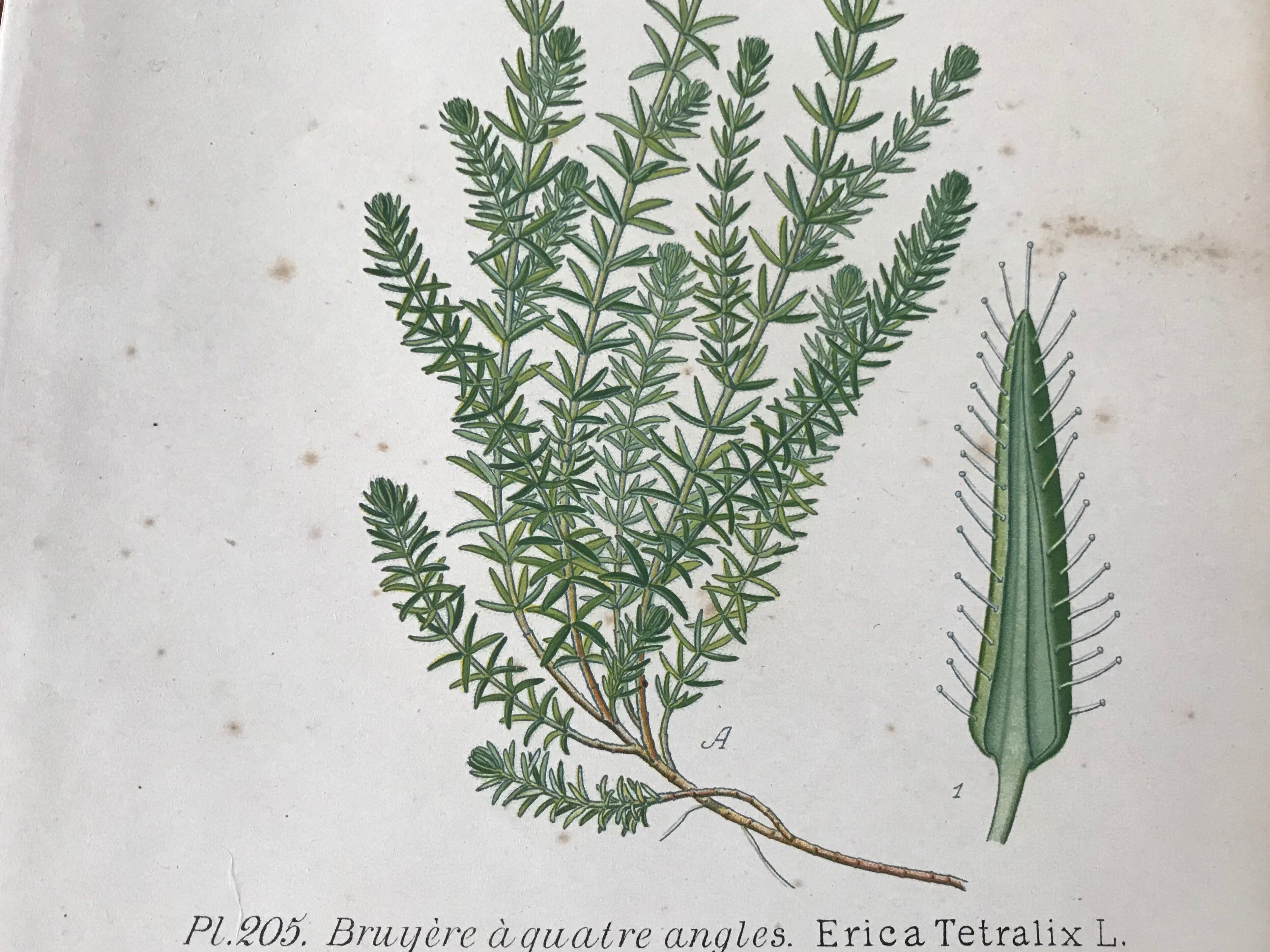 Trio of 19th-century botanical boards