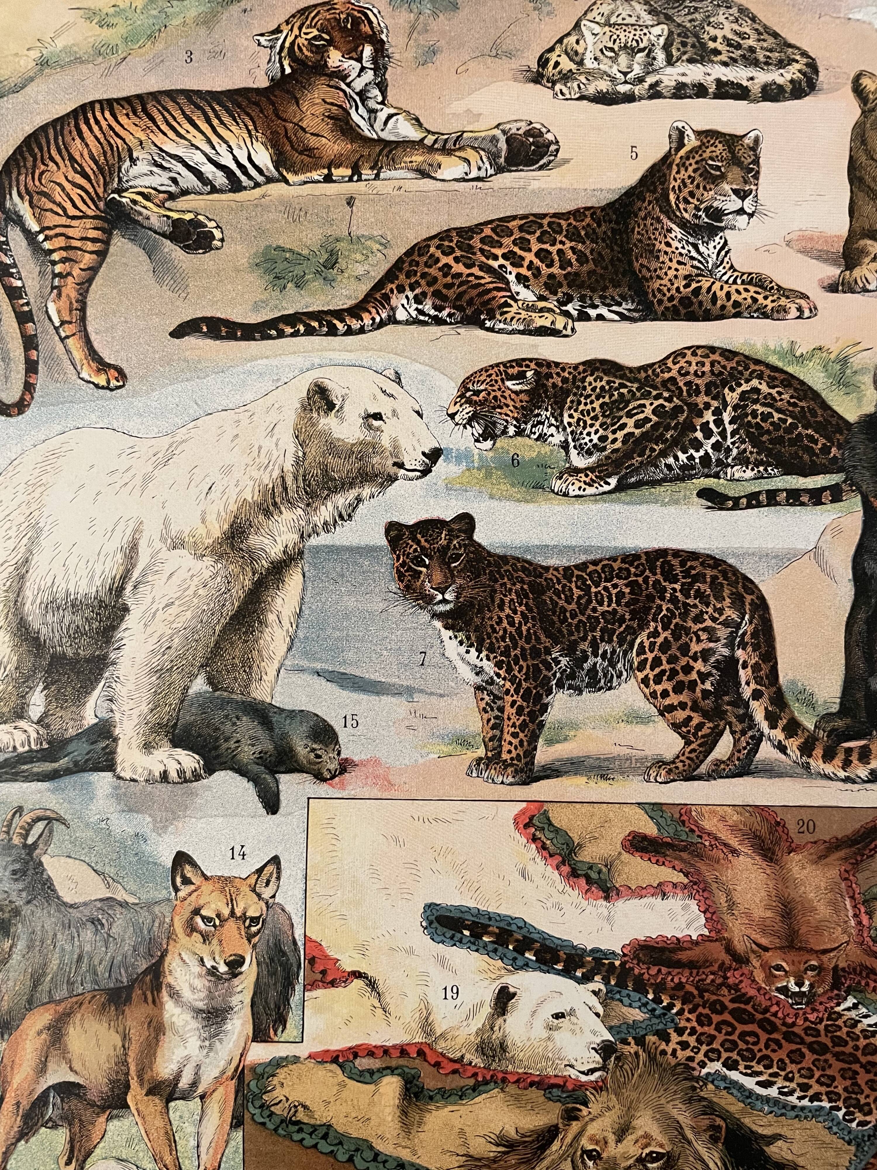 Lithograph engraving on furs from 1907 (lion)