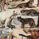 Lithograph engraving on furs from 1907 (lion)