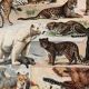 Lithograph engraving on furs from 1907 (lion)