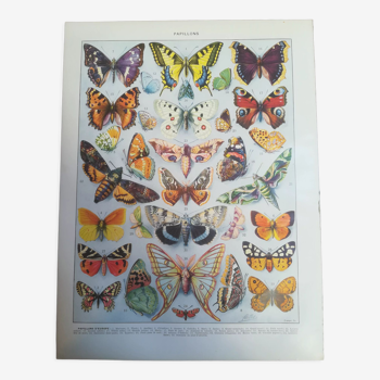 Lithographie sur les papillons de 1928 "européens"