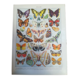 Lithograph on "European" butterflies from 1928