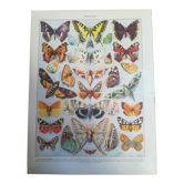 Lithograph on "European" butterflies from 1928