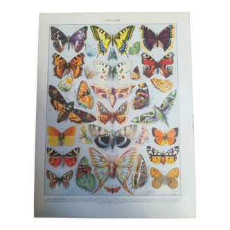 Lithograph on "European" butterflies from 1928