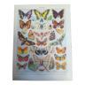 Lithographie sur les papillons de 1928 "européens"
