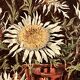 Tableau années 50 "Fleurs d'automne" signé Vandors
