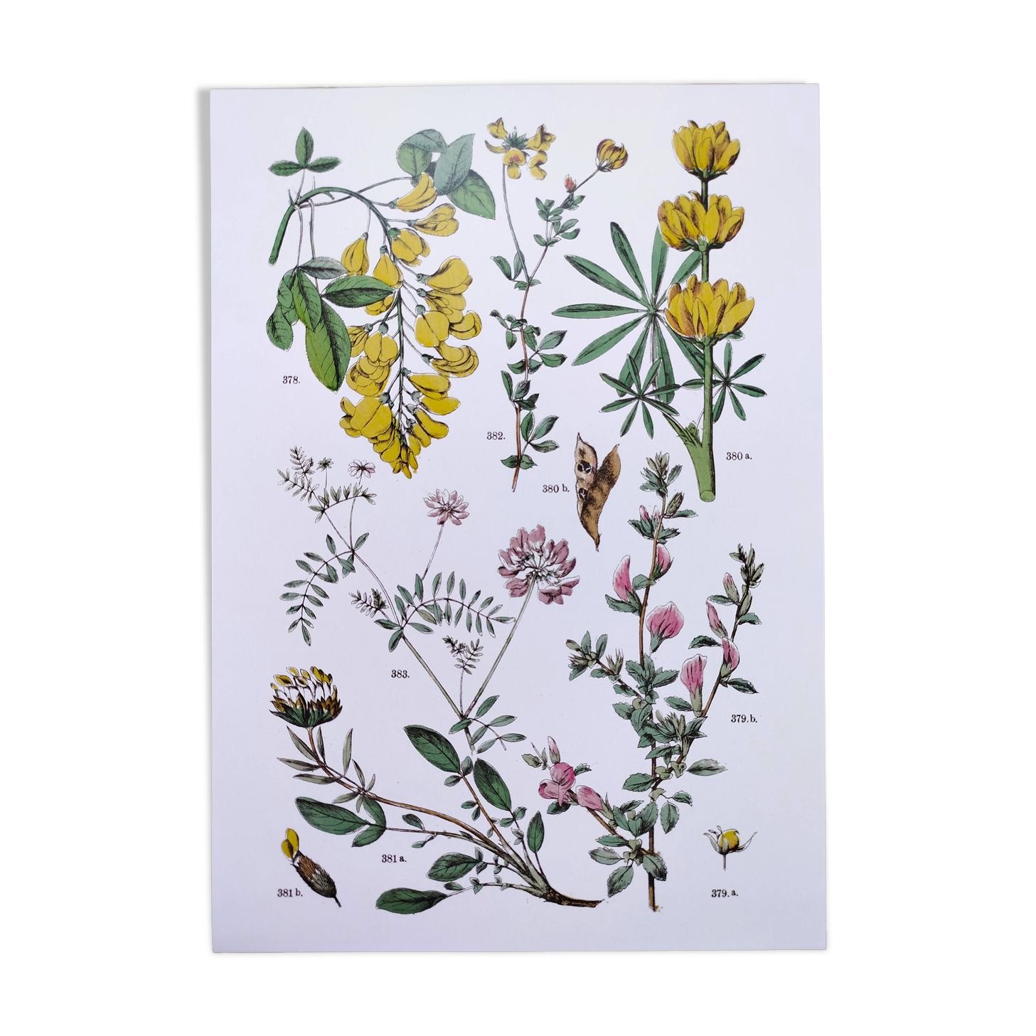 Plant poster, based on an 1881 engraving 'lupin'