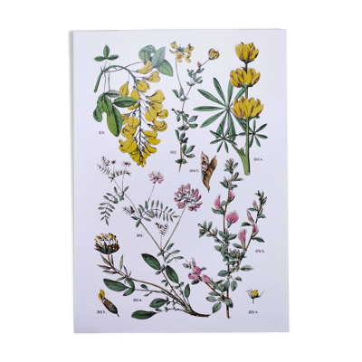 Affiche sur les plantes, d'après une gravure de 1881 'lupin