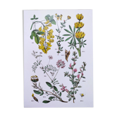 Affiche sur les plantes, d'après une gravure de 1881 'lupin"