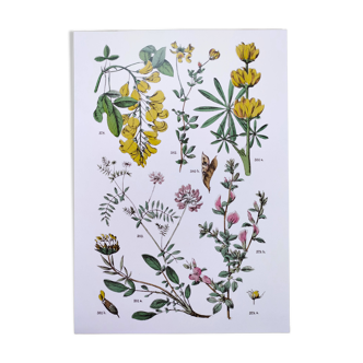 Plant poster, based on an 1881 engraving 'lupin'