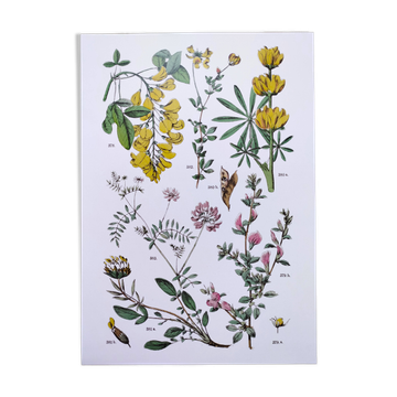 Affiche sur les plantes, d'après une gravure de 1881 'lupin"