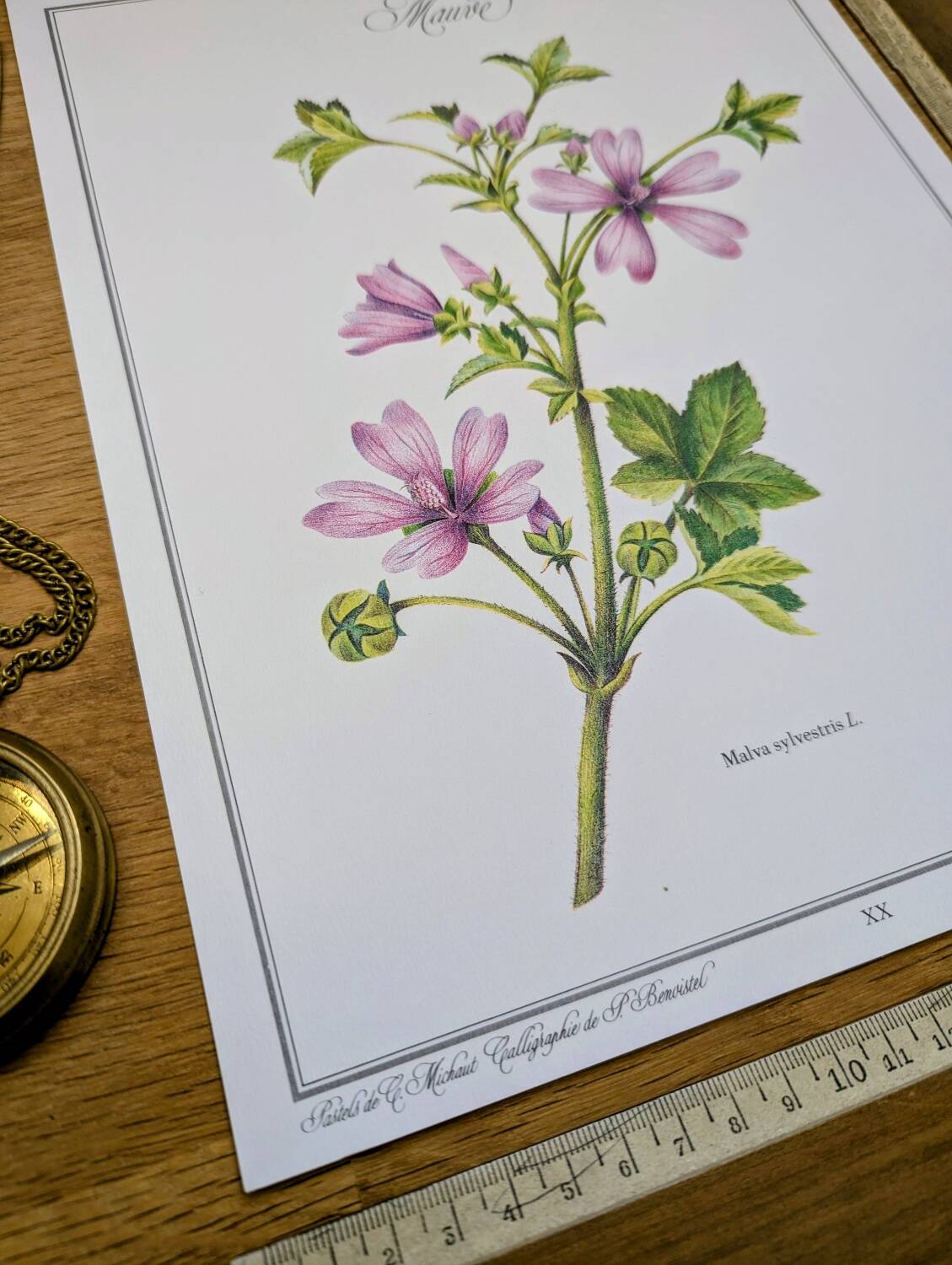 Printed in 1986, the Mauve. Vintage Botany.
