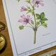 Printed in 1986, the Mauve. Vintage Botany.