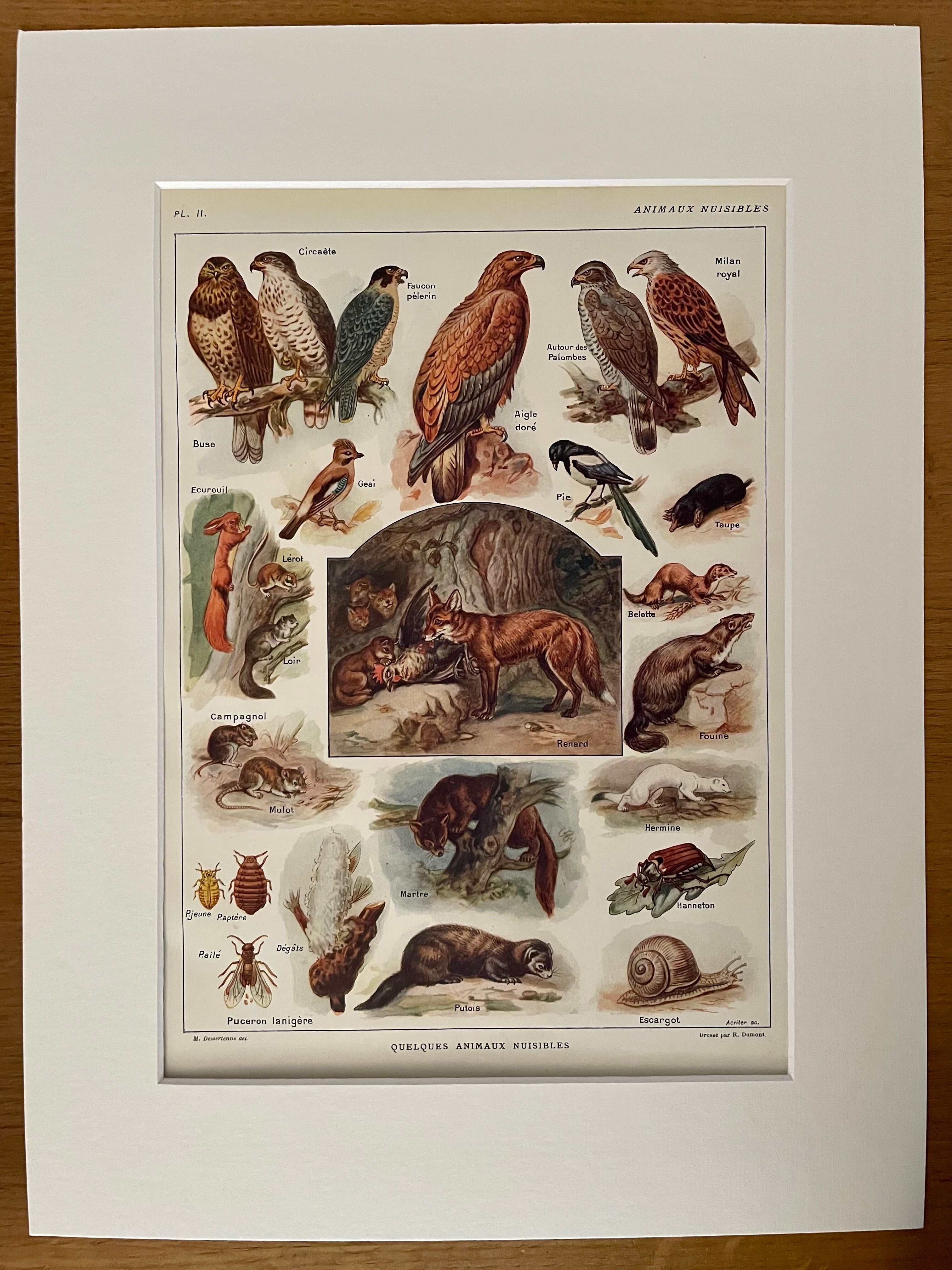 Lithographie sur les animaux utiles de 1911