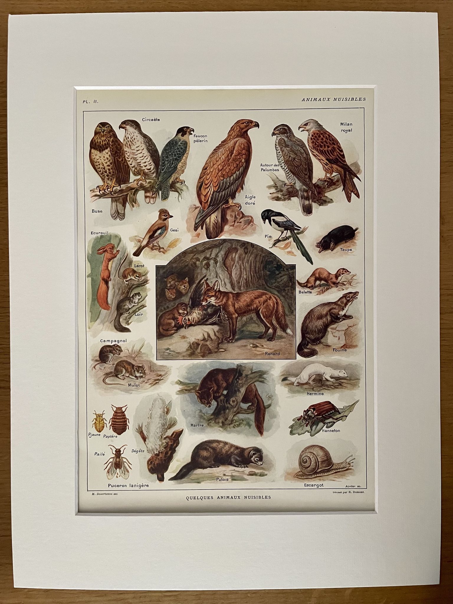 Lithographie sur les animaux utiles de 1911