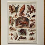 Lithograph on useful animals from 1911