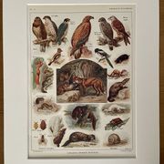 Lithographie sur les animaux utiles de 1911