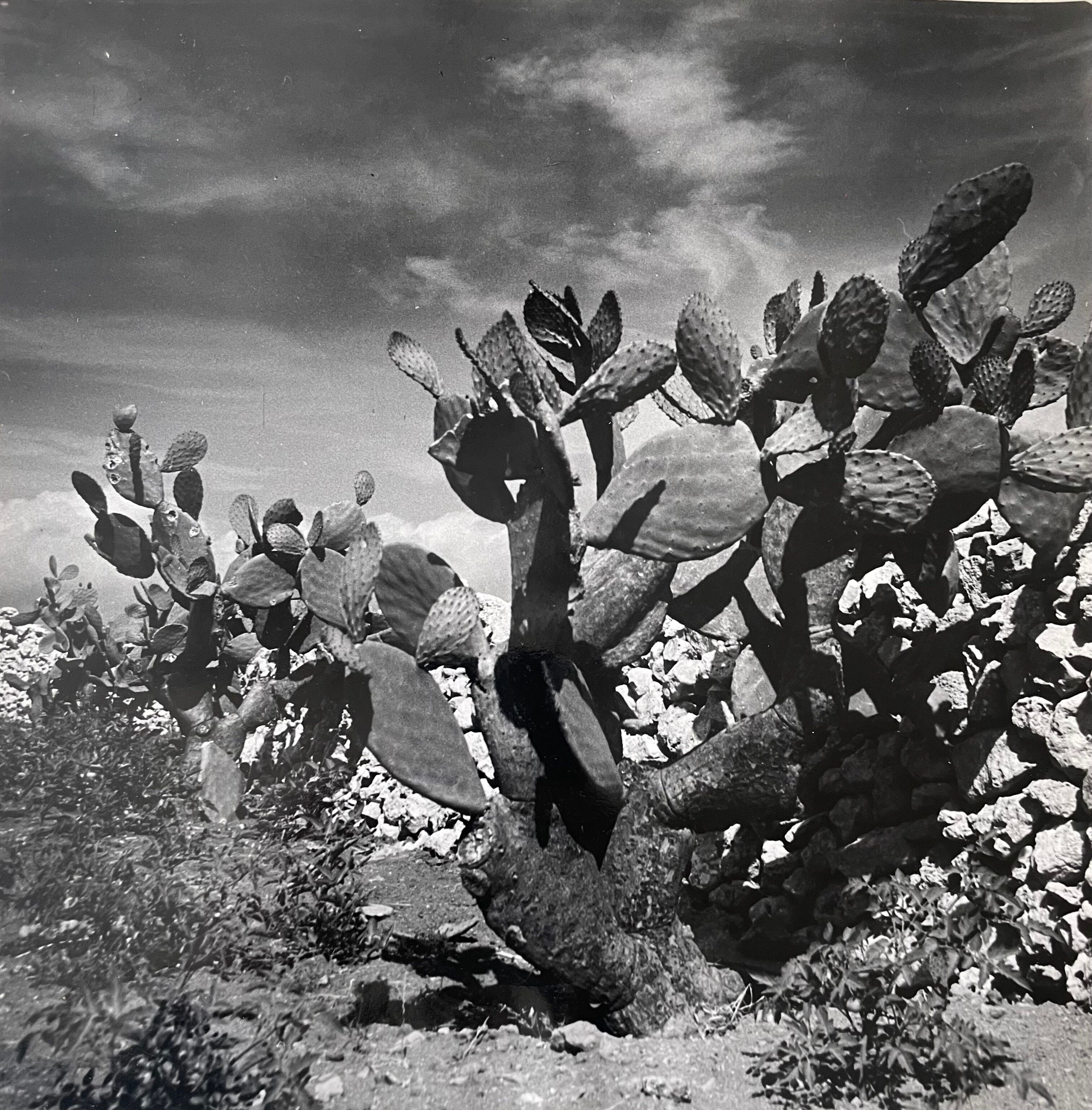 Old black and white silver photography early twentieth century