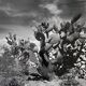 Old black and white silver photography early twentieth century
