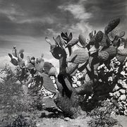Photographie ancienne noir et blanc argentique début XXe