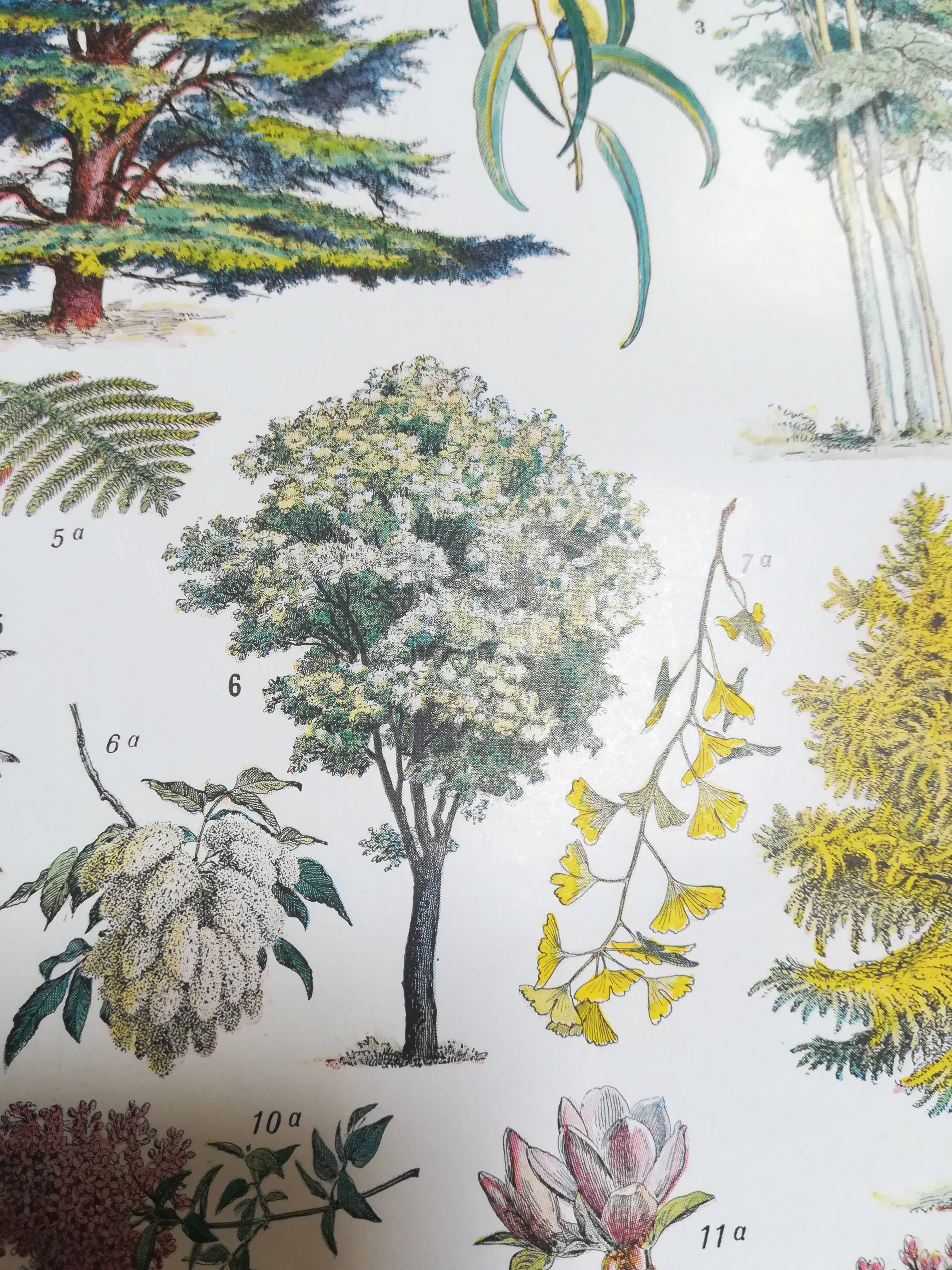 Lithograph on garden trees "cedar"
