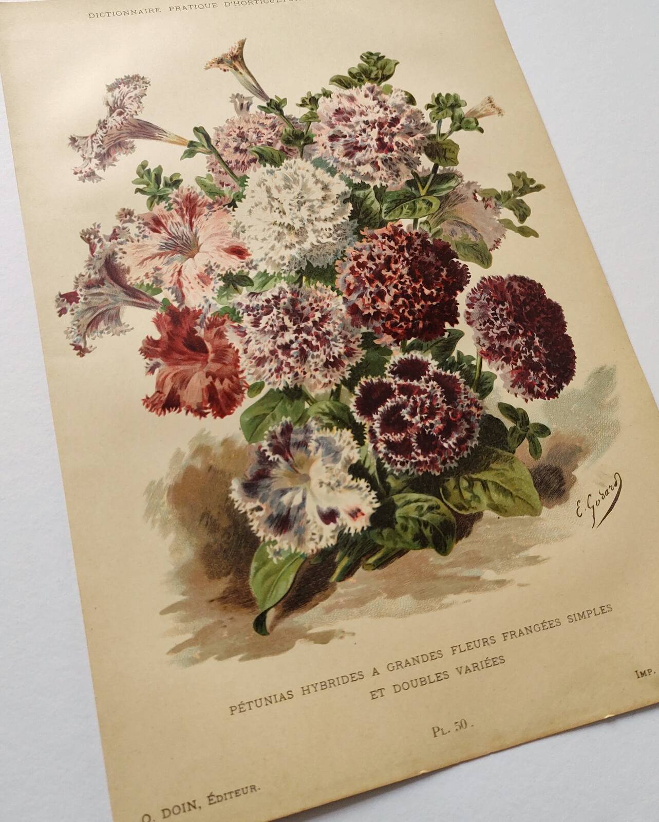 Botanical engraving from 1897 - Hybrid Petunias - Original flower plate