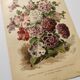 Botanical engraving from 1897 - Hybrid Petunias - Original flower plate