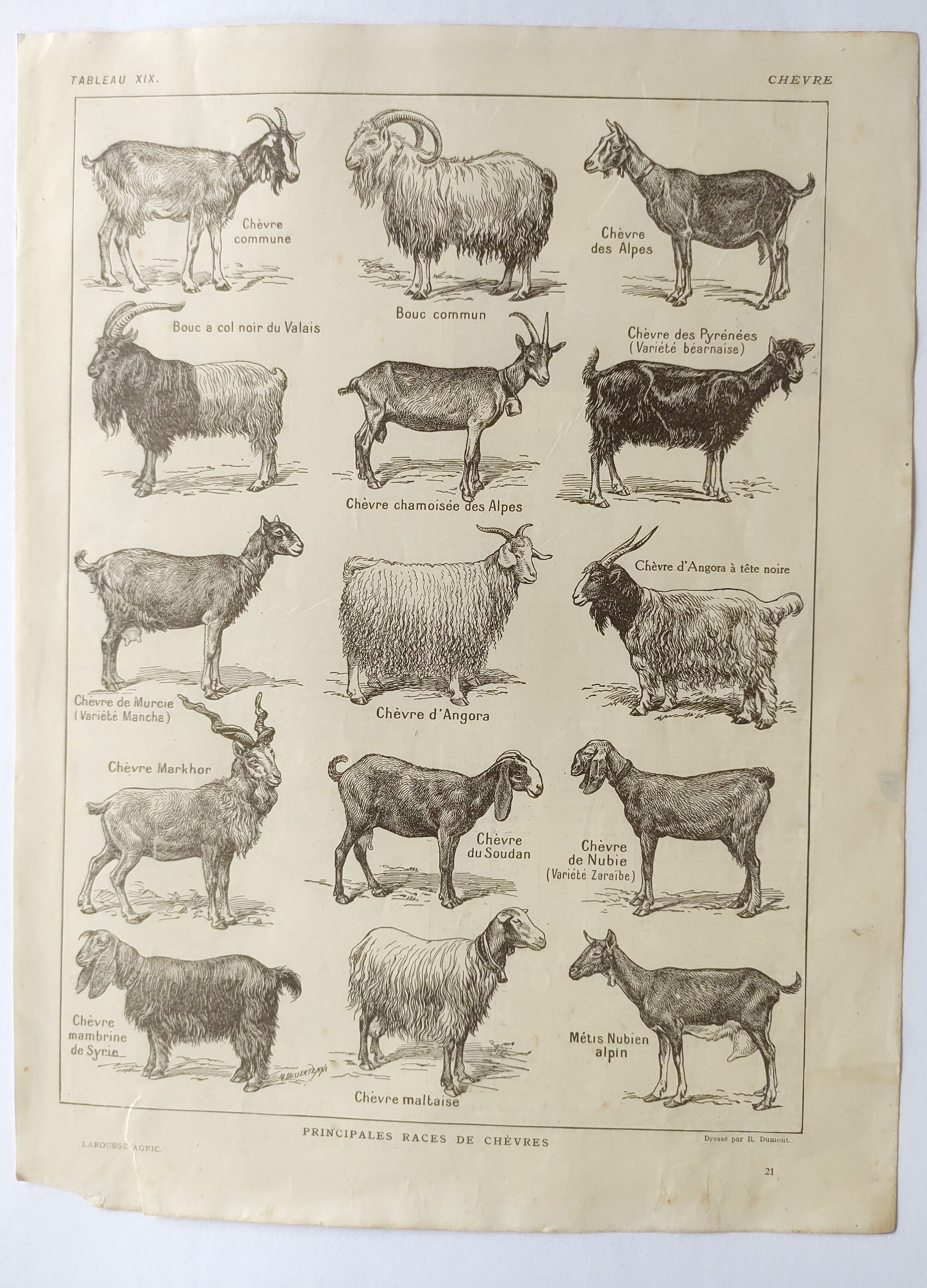Antique print • Goats • Original poster from 1922