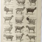 Antique print • Goats • Original poster from 1922