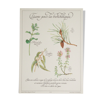 Planche botanique tisane