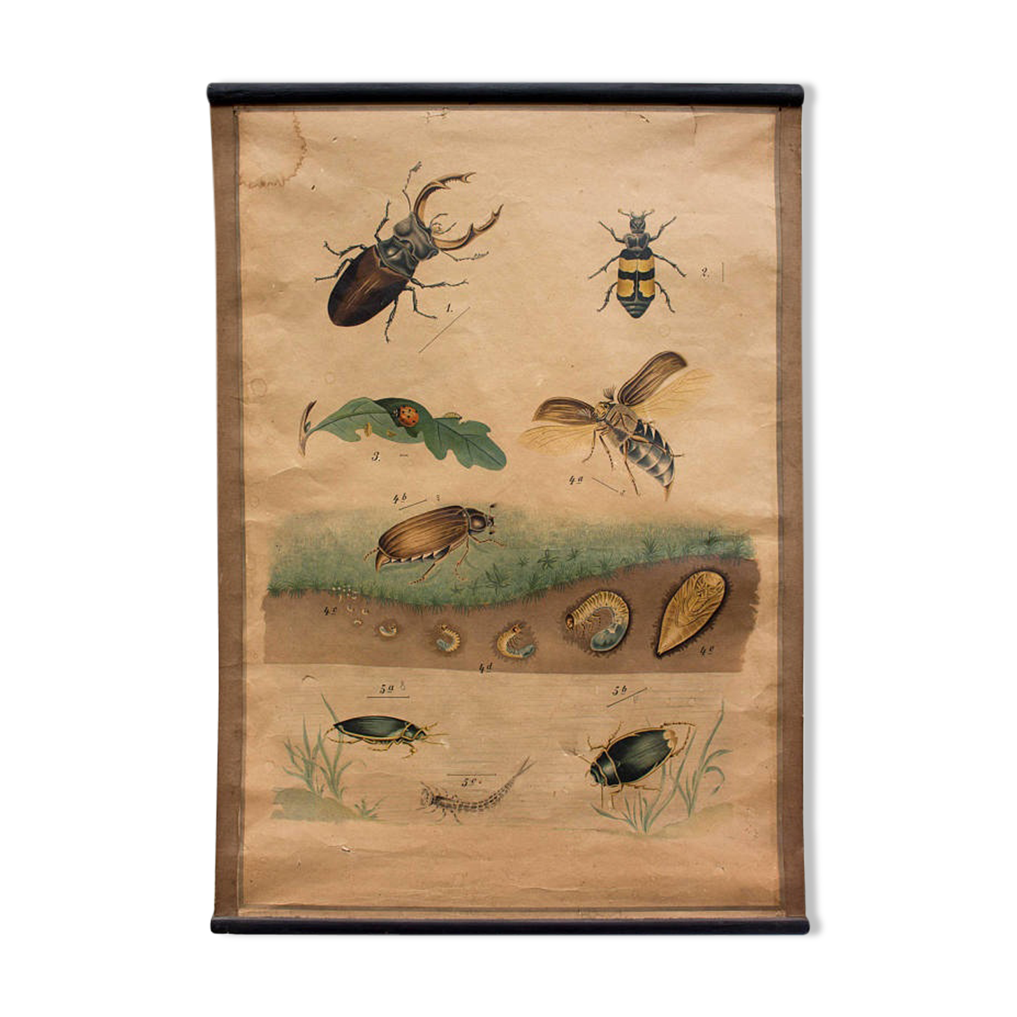 Educational poster, beetle, lithograph, 1914