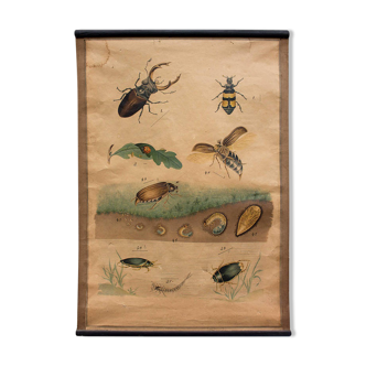 Educational poster, beetle, lithograph, 1914