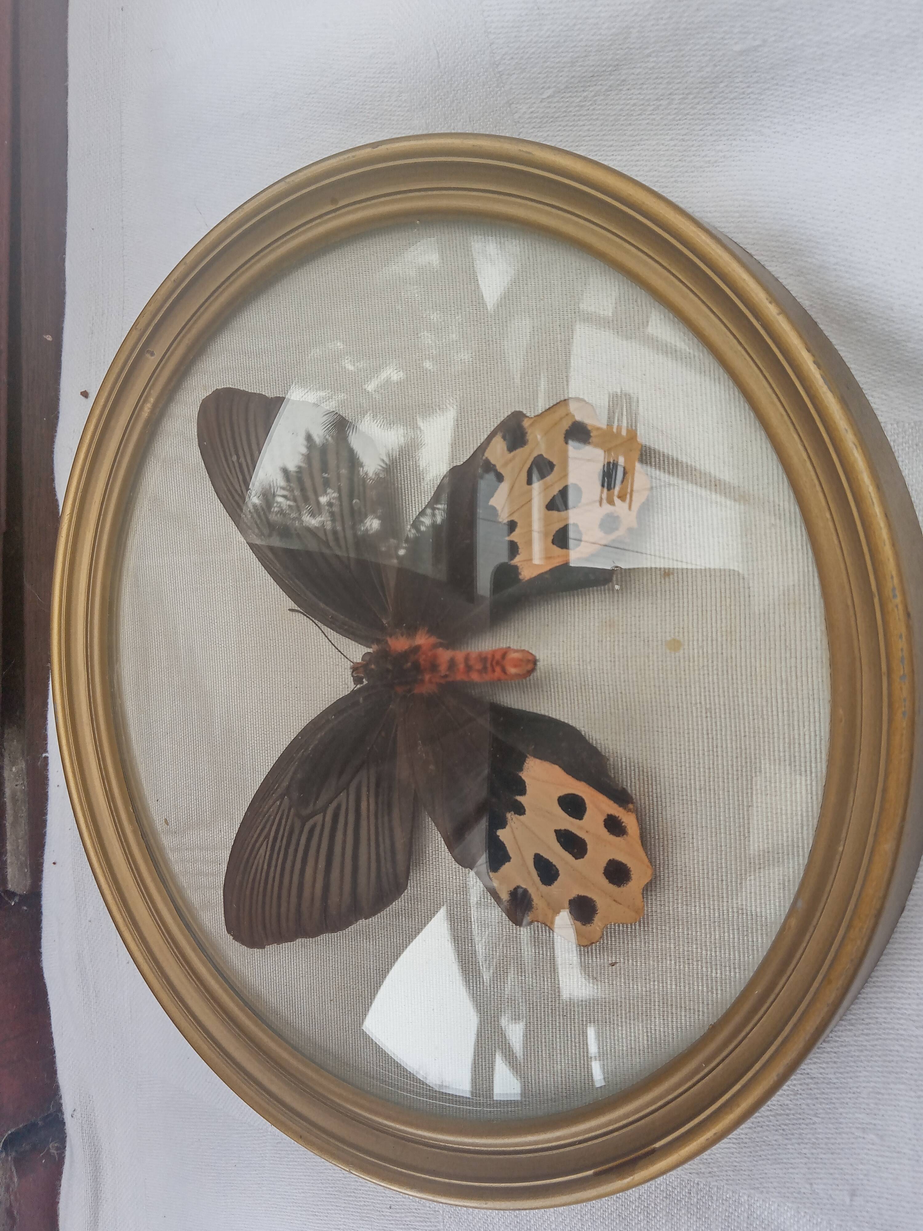 True butterfly frame