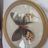 True butterfly frame