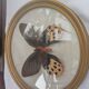 True butterfly frame