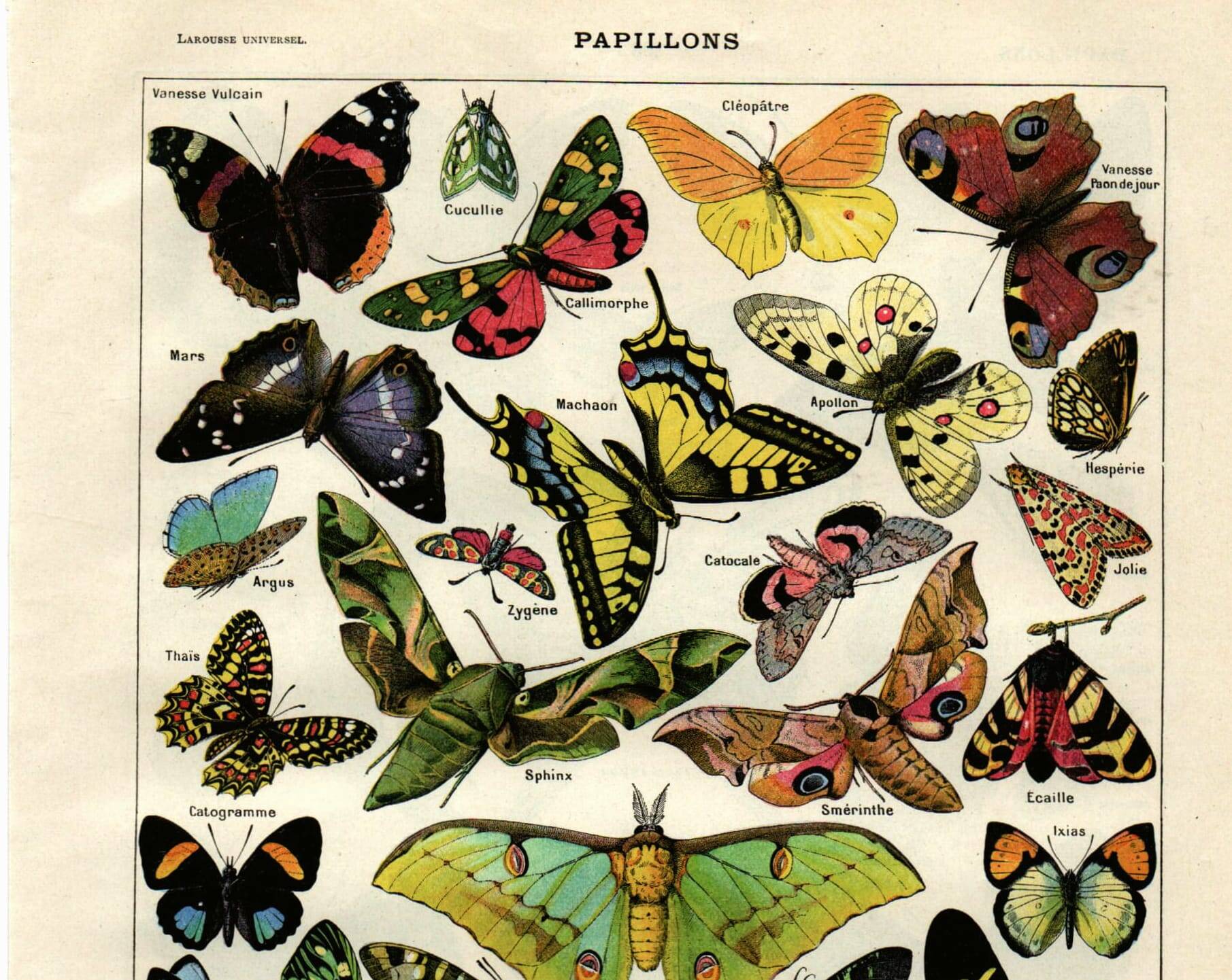 Old engraving from 1923 - Butterflies of the world by A. Millot - Illustration