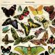 Old engraving from 1923 - Butterflies of the world by A. Millot - Illustration