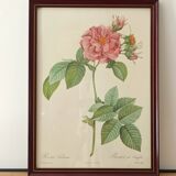 Pink lithograph Redouté