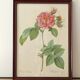Pink lithograph Redouté