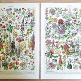 Duo de planches botaniques fleurs